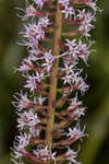 Slender blazing star